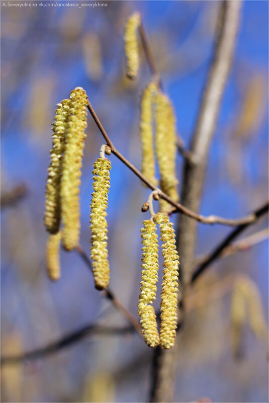 Весна - Анастасия Северюхина Весна - Анастасия Северюхина