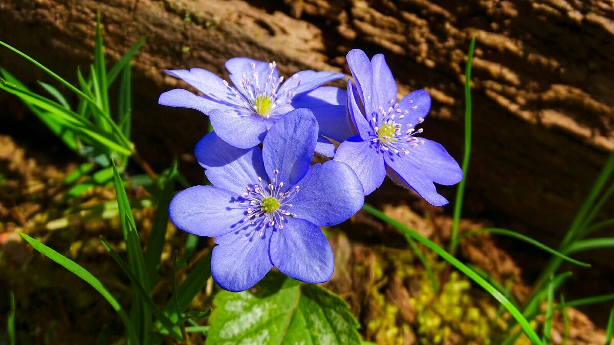 Печёночницы - Милешкин Владимир Алексеевич 