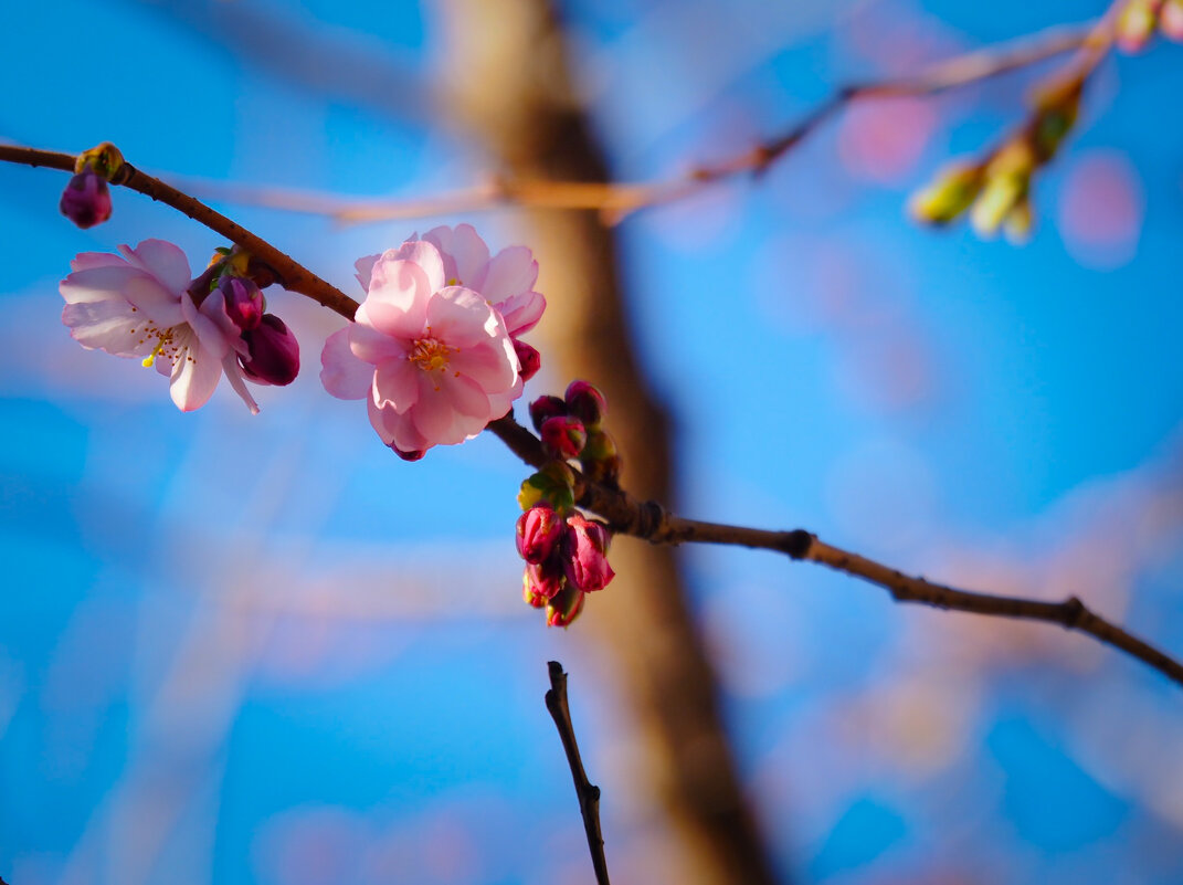 Про весну - Магомед .