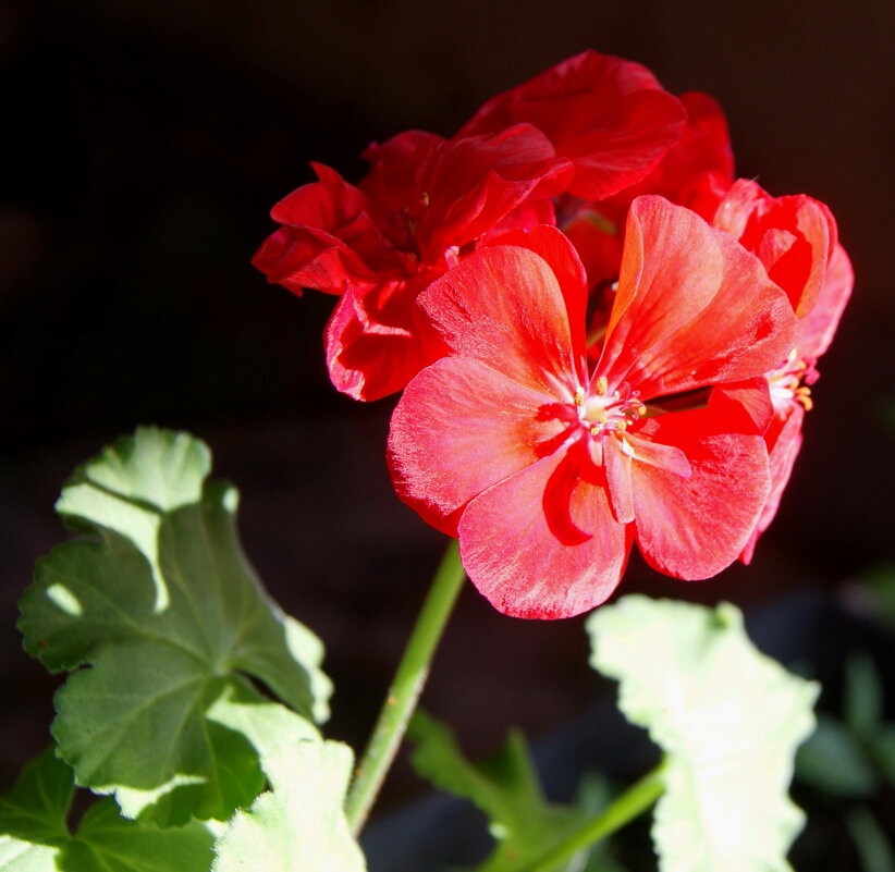 Соцветие. - сергей ермошкин Соцветие. - сергей ермошкин