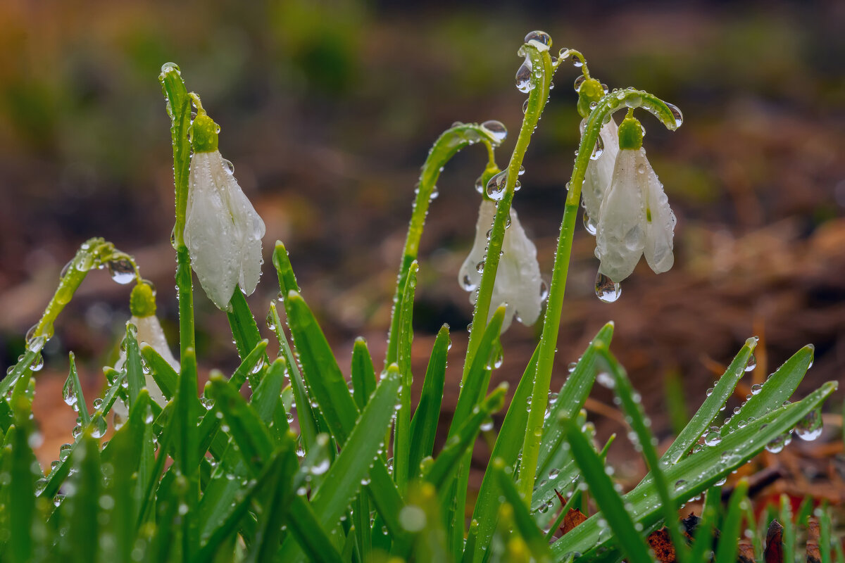 после тумана - Виталий Емельянов после тумана - Виталий Емельянов