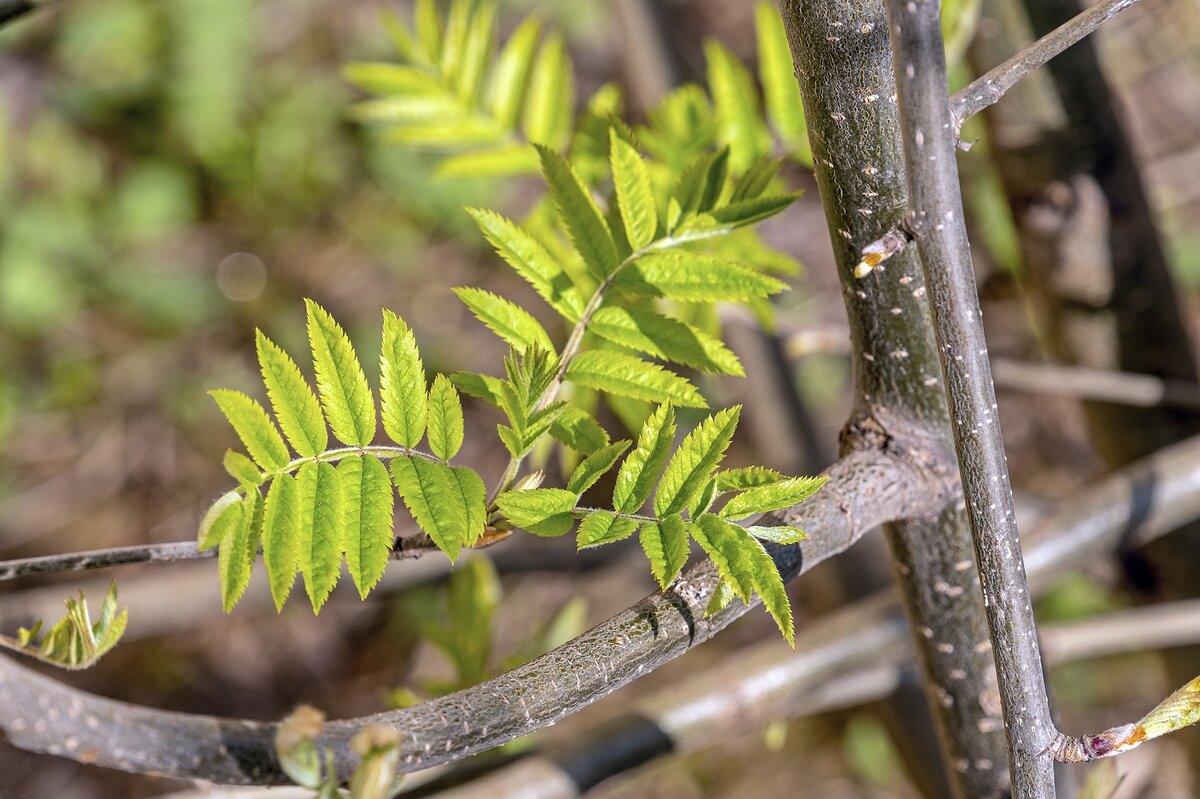 Молодо-зелено - Валерий Иванович