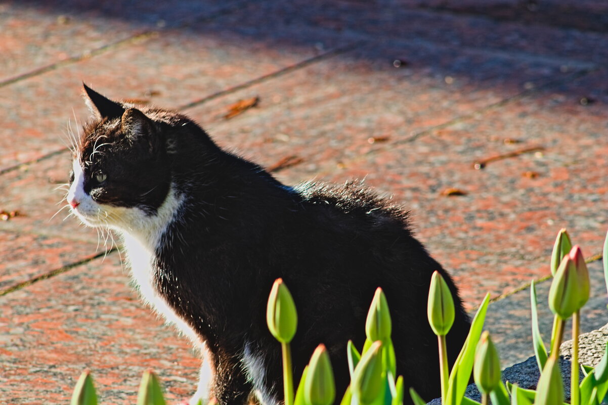 Страж тюльпанов - Giant Tao /
