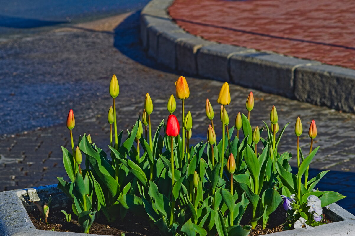 клумба с тюльпанами . - Giant Tao /