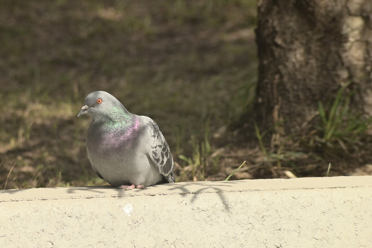 *** - Владислав Левашов