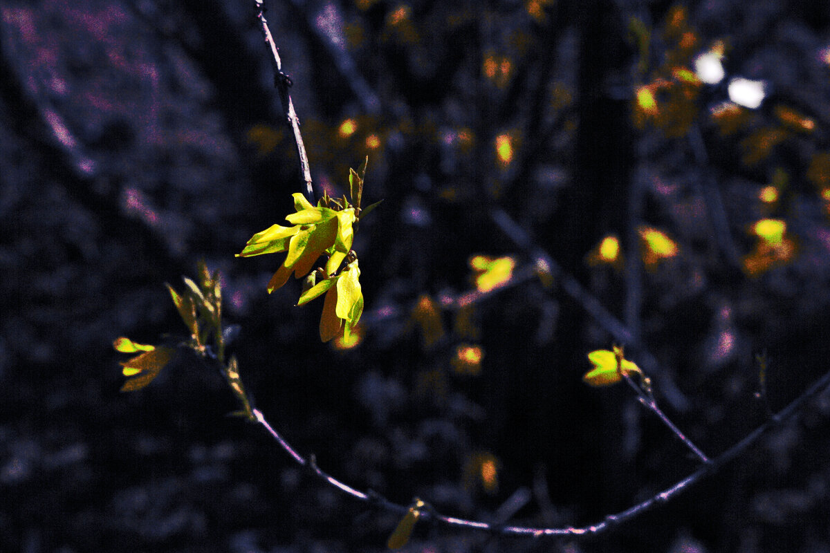 Цветение - Юрий Гайворонскiий Цветение - Юрий Гайворонскiий