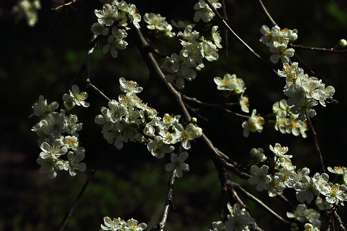Цветы - Юрий Гайворонскiий