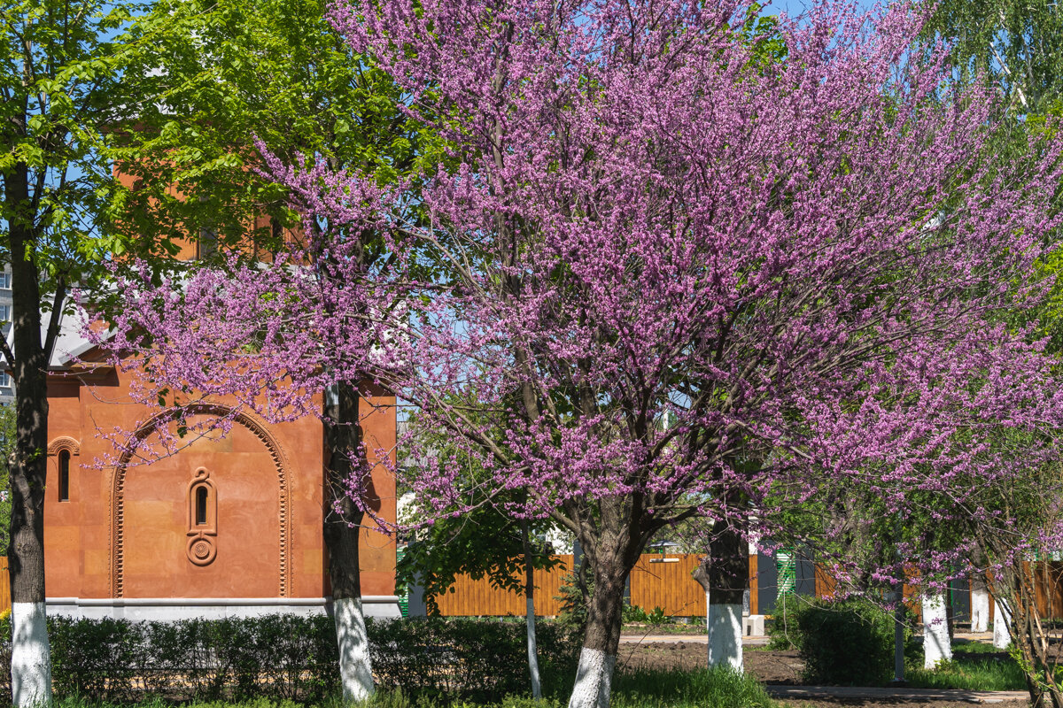 Багряник - Игорь Сикорский