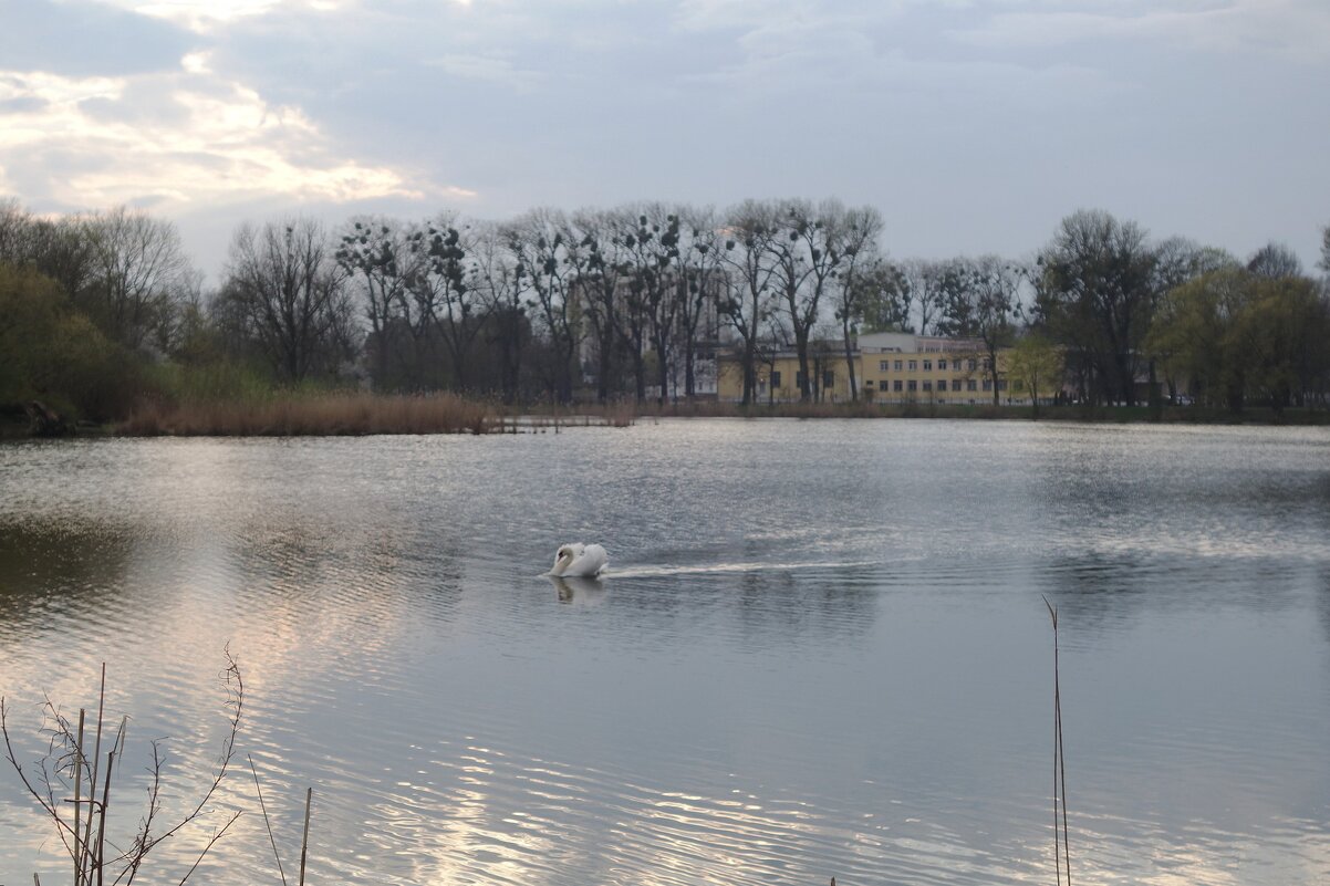 Вечером в городском парке - Рита Симонова Вечером в городском парке - Рита Симонова