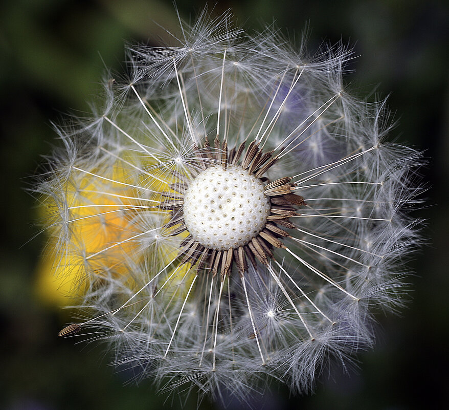 Одуванчик и одуванчик - Андроник Александр 