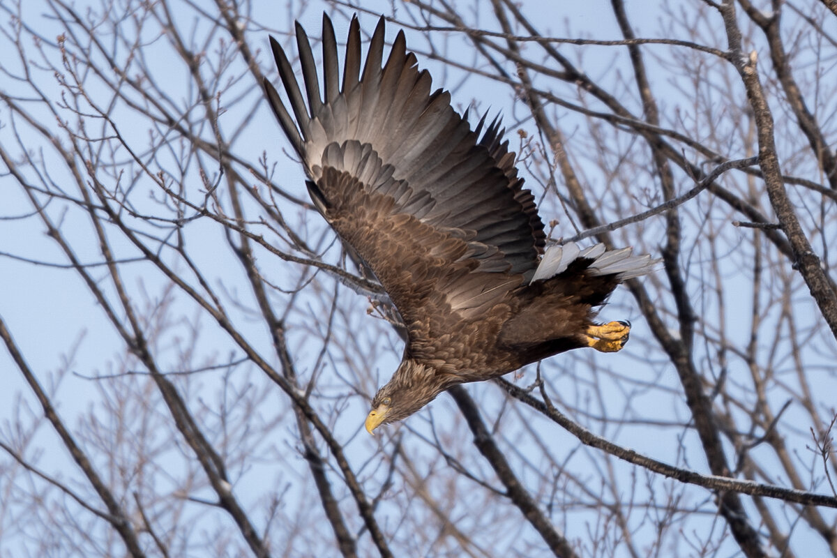 Атака - Сергей Флетчер Атака - Сергей Флетчер