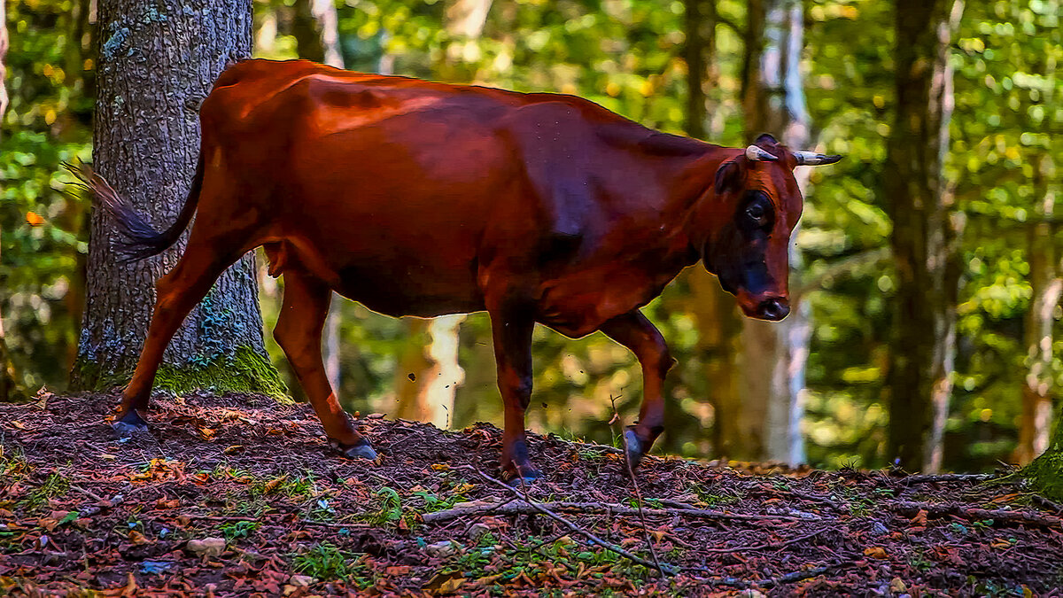Корова - Aleksey Afonin