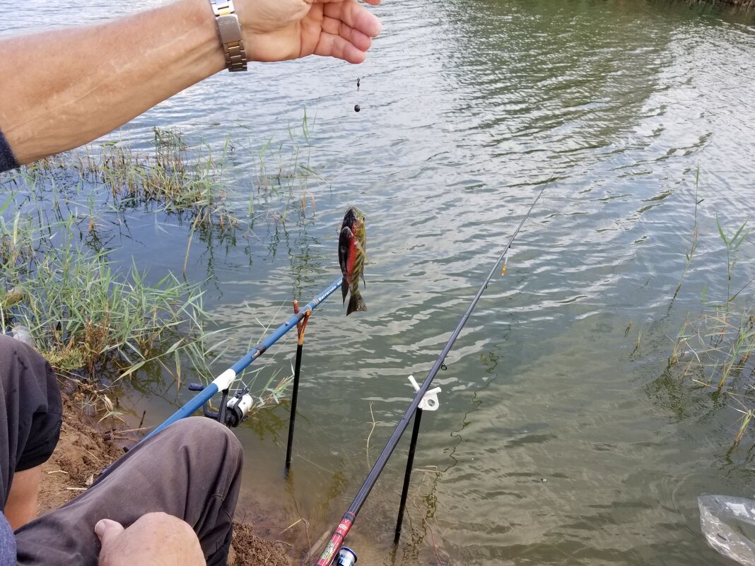 Поймал рыбку. - Светлана Хращевская