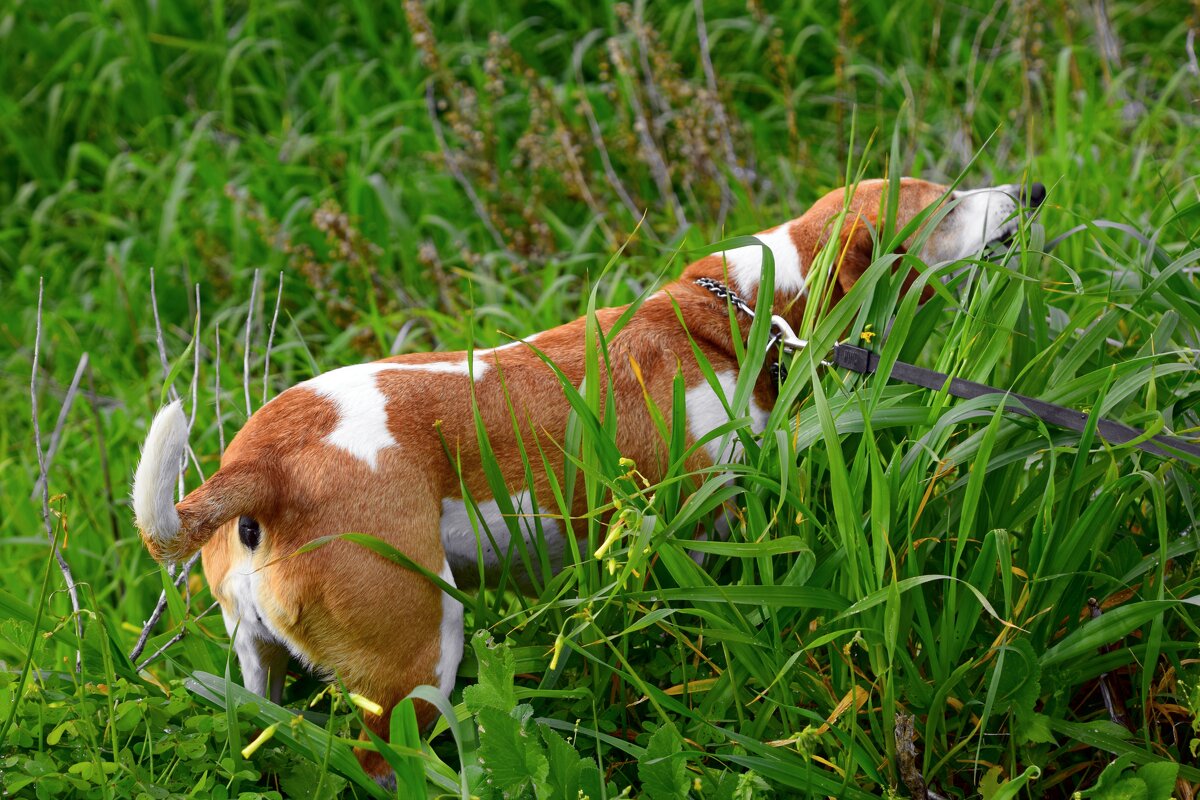 На выпасе - Oleg4618 Шутченко