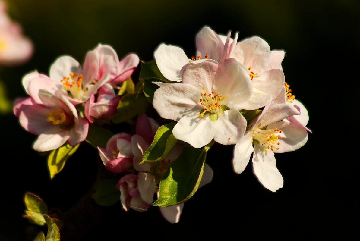 Яблоня цветёт - Юрий. Шмаков Яблоня цветёт - Юрий. Шмаков