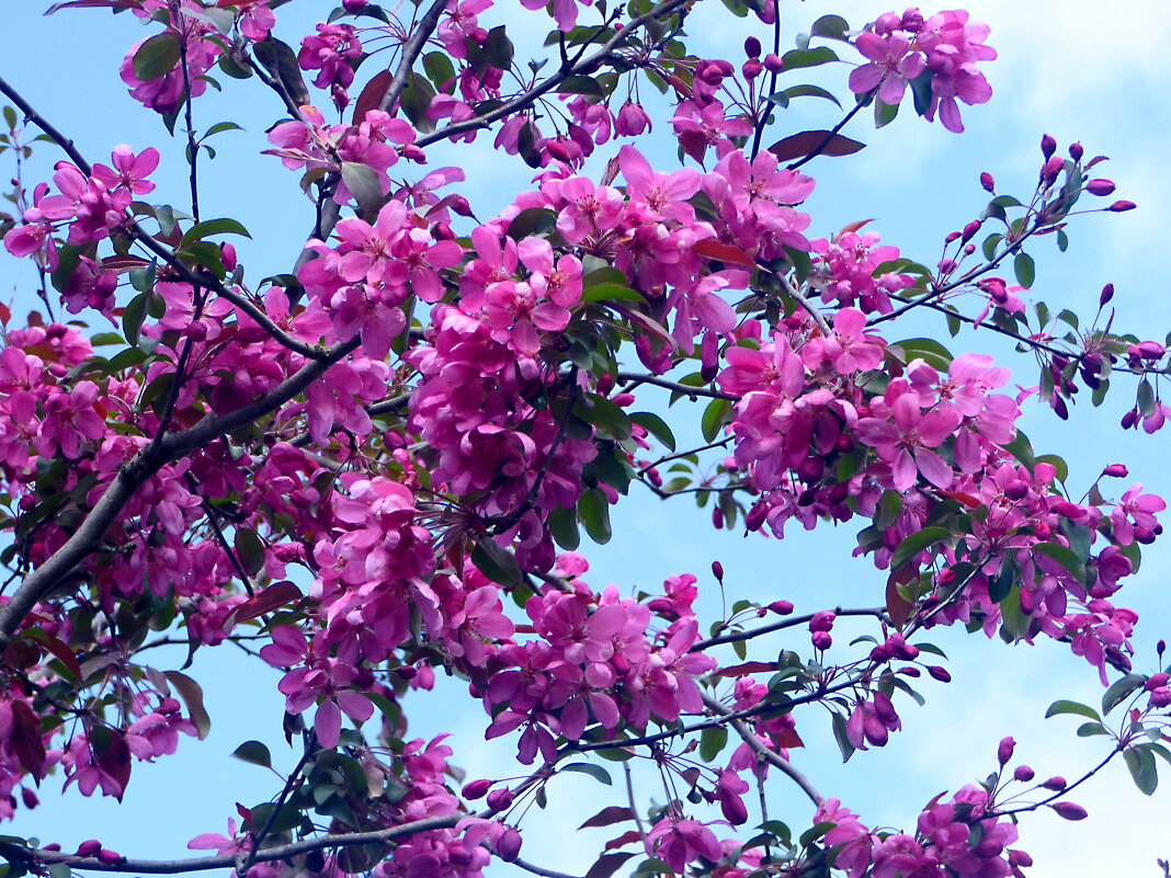 ЯБЛОНИ В ЦВЕТУ - Елена Куприянова 