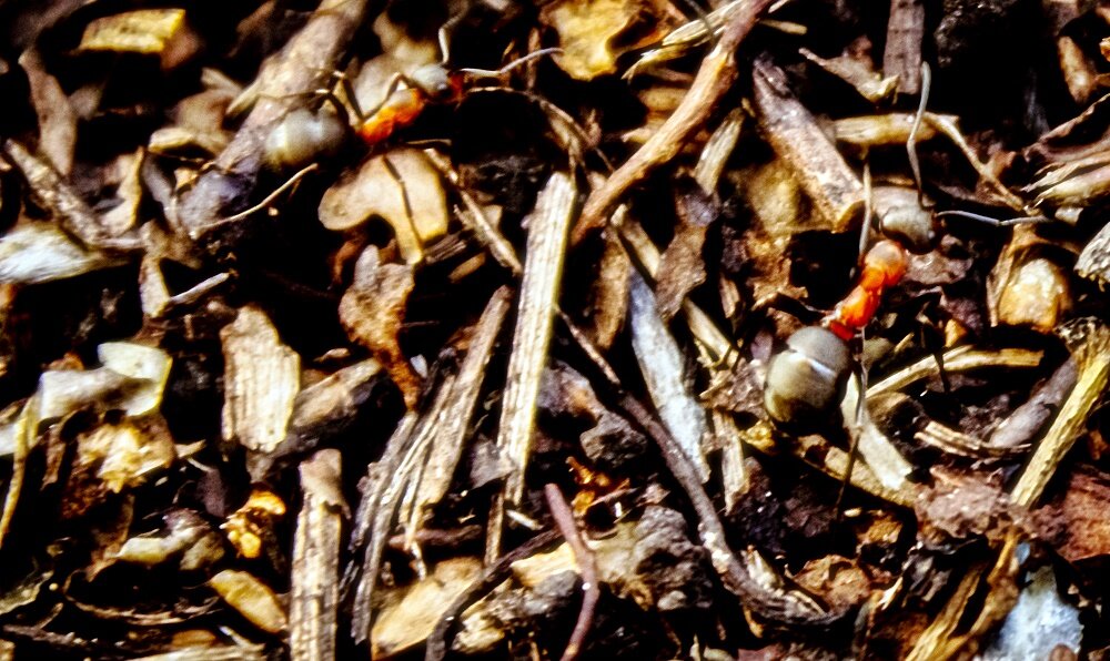 Муравьи - Светлана SvetNika17 Муравьи - Светлана SvetNika17