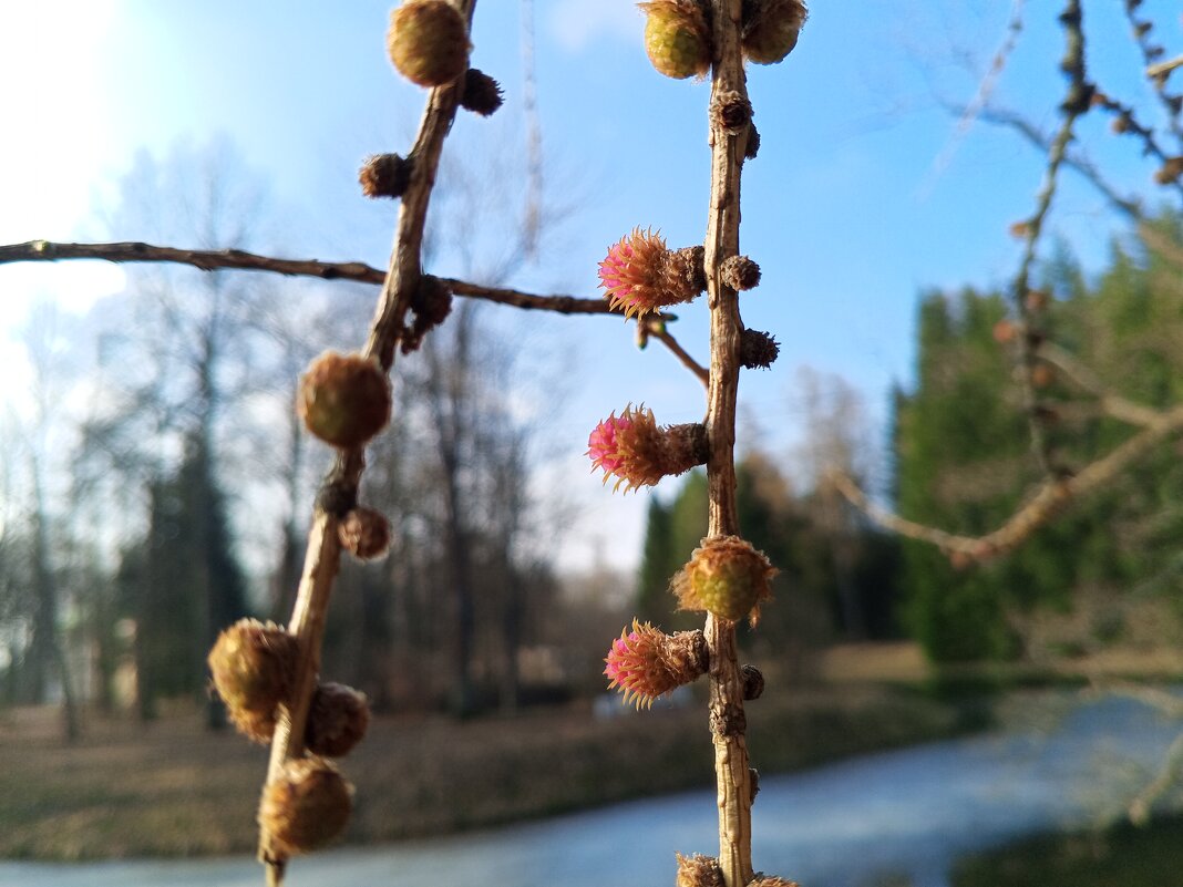 Лиственница - Сапсан 