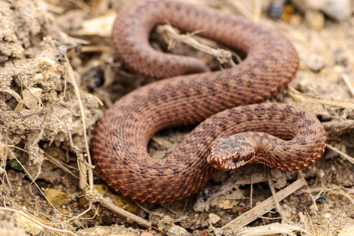*** - Сергей Цегельник *** - Сергей Цегельник