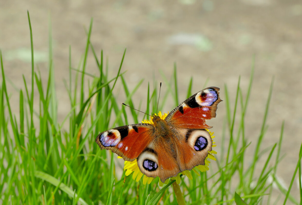 снятые сегодня бабочки 4 - Александр Прокудин снятые сегодня бабочки 4 - Александр Прокудин