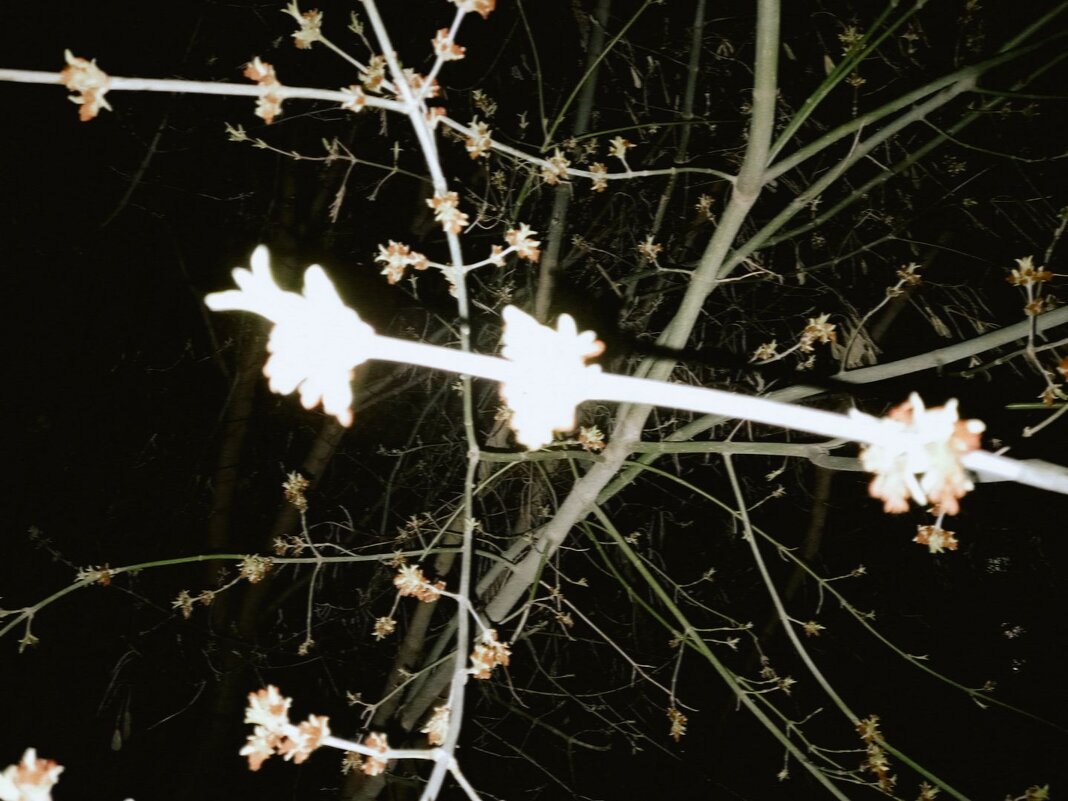 Ночное цветение. - Игорь Солдаткин