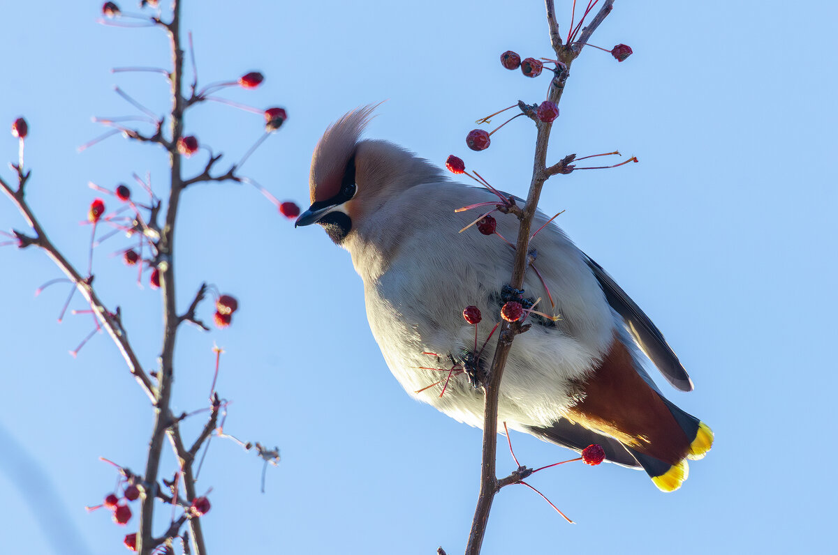 Свиристель. - Виктор Иванович Чернюк