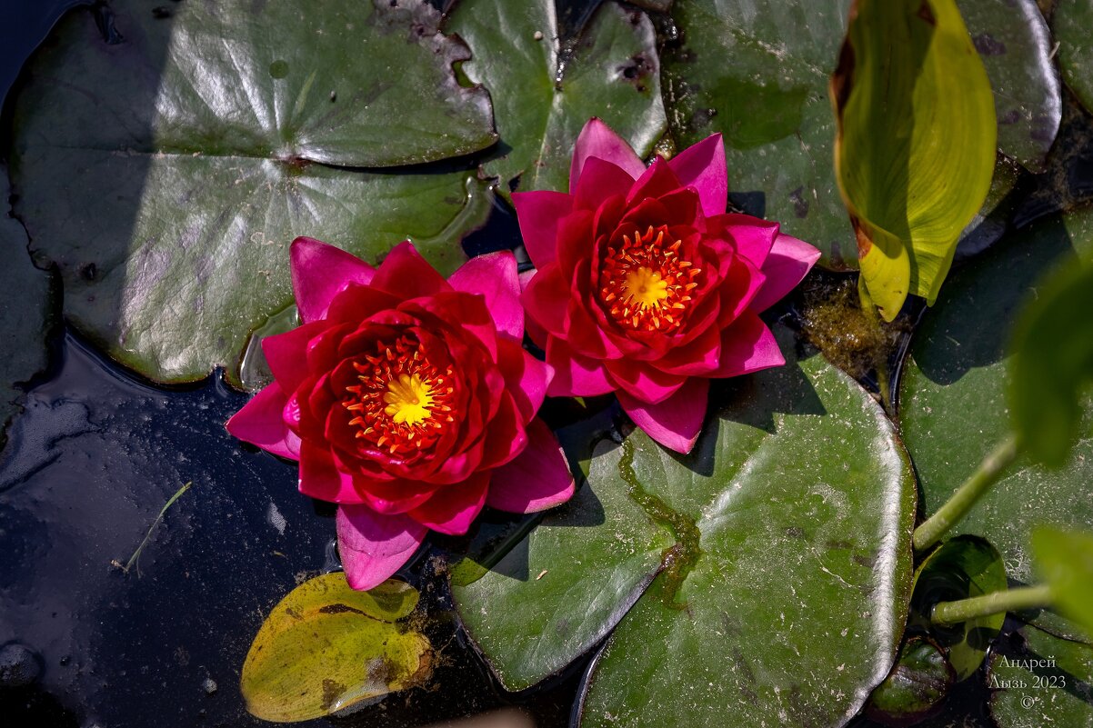 Парк Галицкого. Краснодар - Андрей Lyz Парк Галицкого. Краснодар - Андрей Lyz