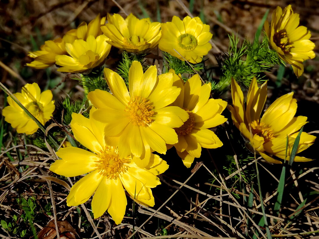 Адонис. - Татьяна Нефедьева. Адонис. - Татьяна Нефедьева.