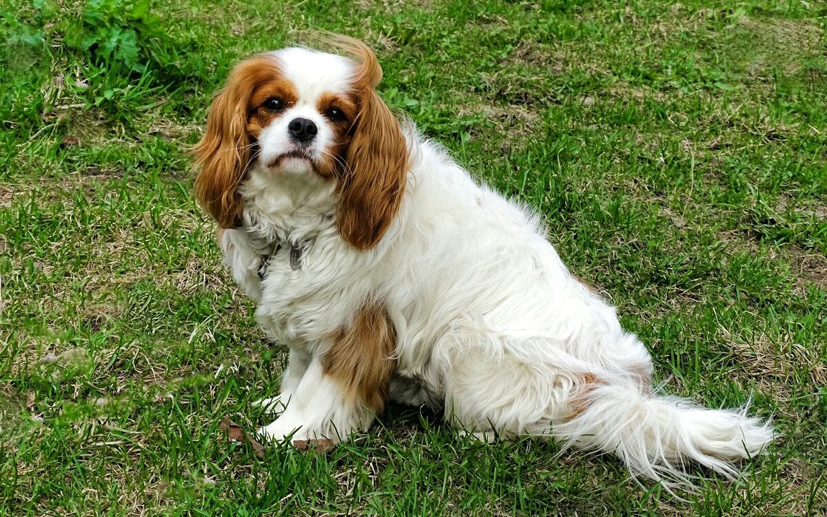 Кинг Чарльз спаниель, девочка (случайный снимок в городе). - Милешкин Владимир Алексеевич 