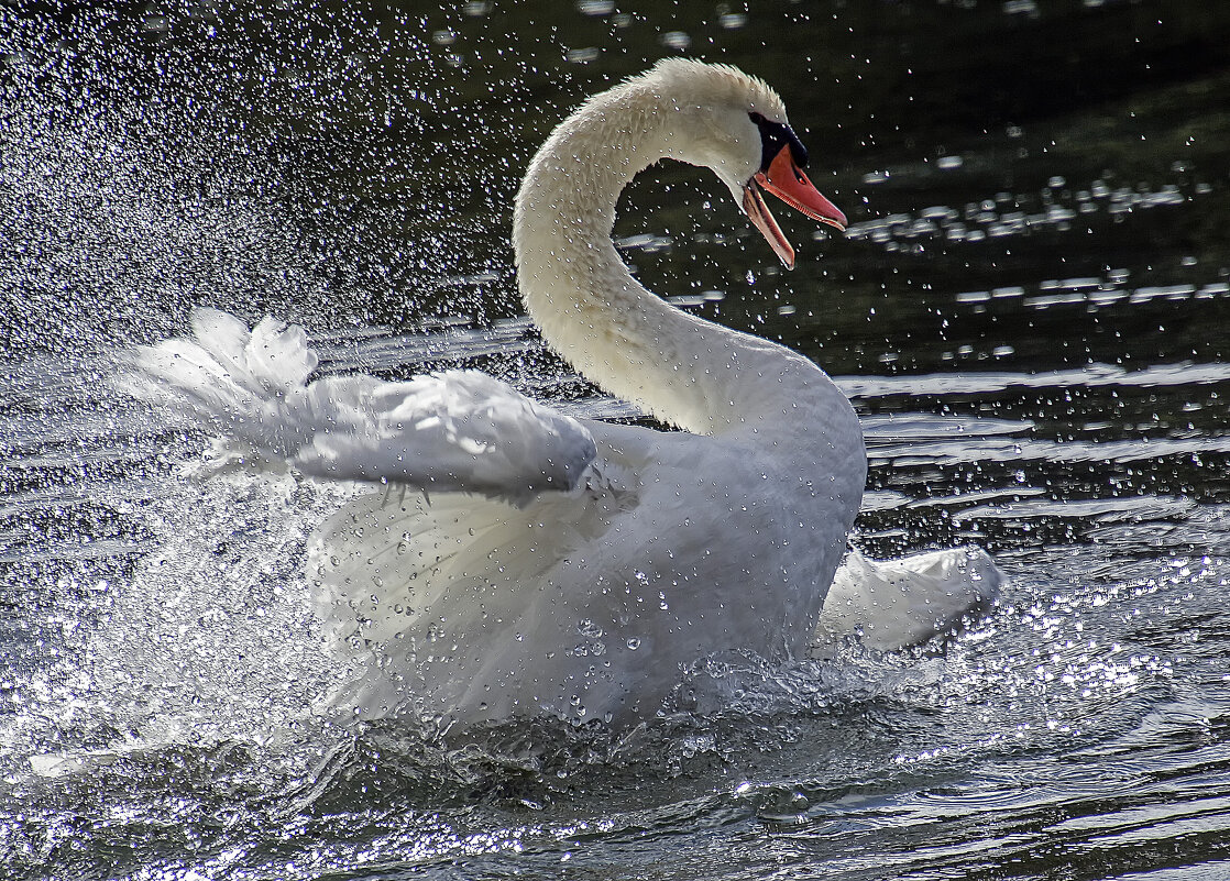 ***** - Андроник Александр 