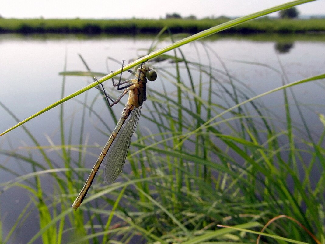 Стрекоза. - nadyasilyuk Вознюк Стрекоза. - nadyasilyuk Вознюк
