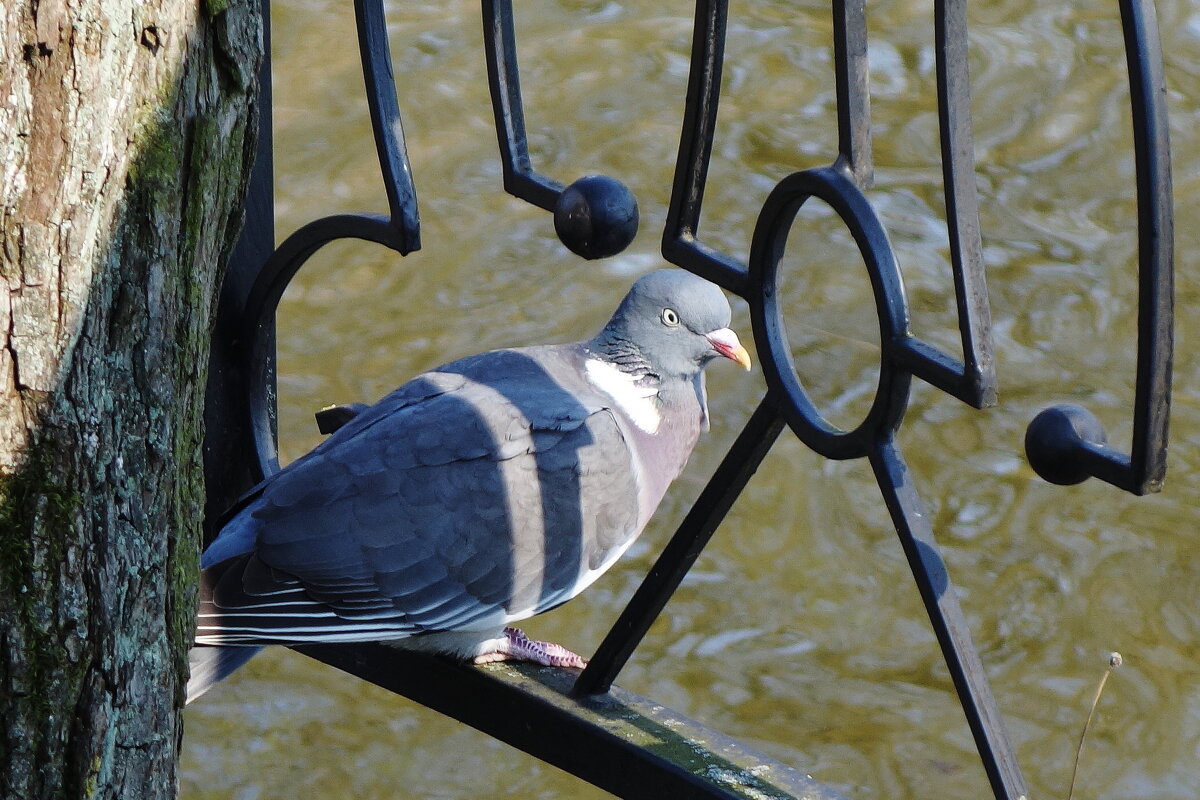 Вяхирь - Рита Симонова