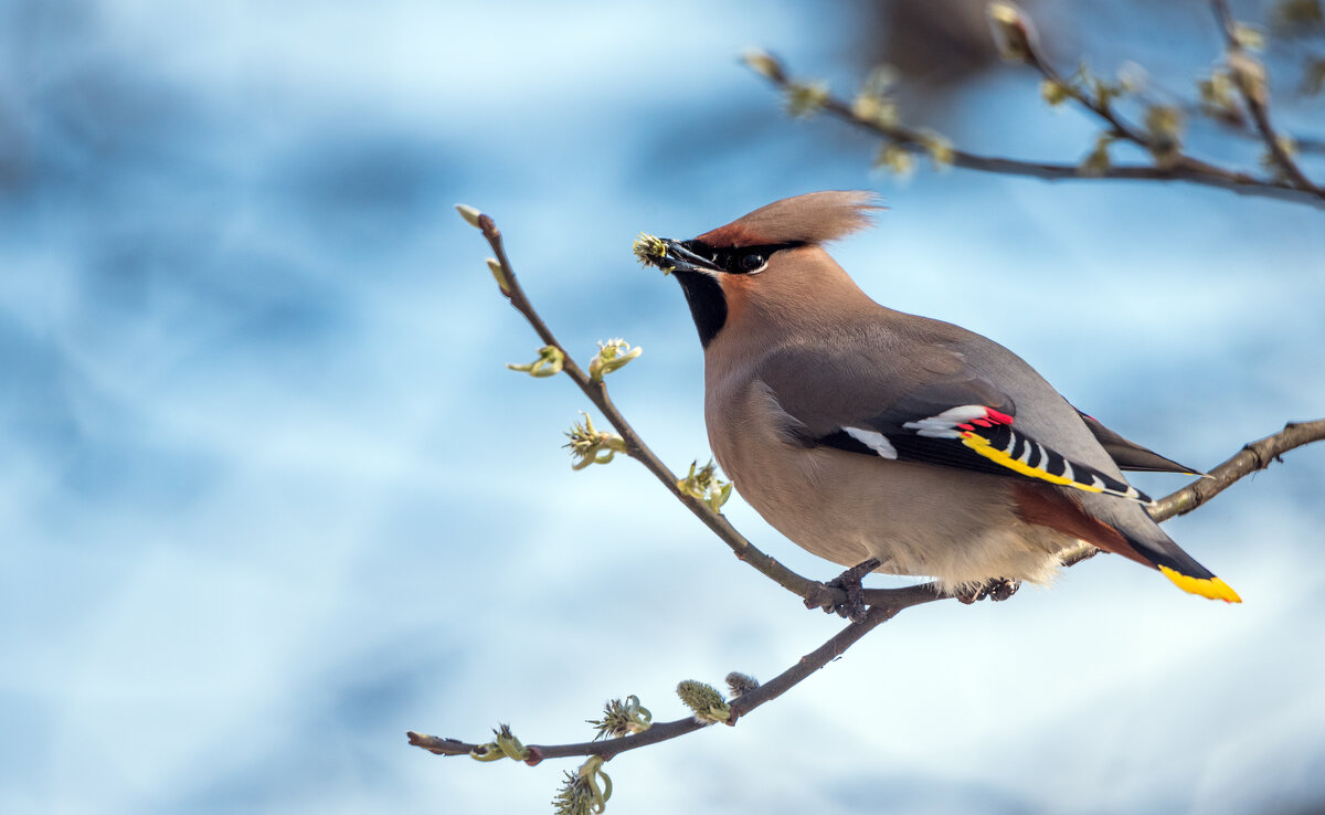 Свиристель. - Владимир Безбородов