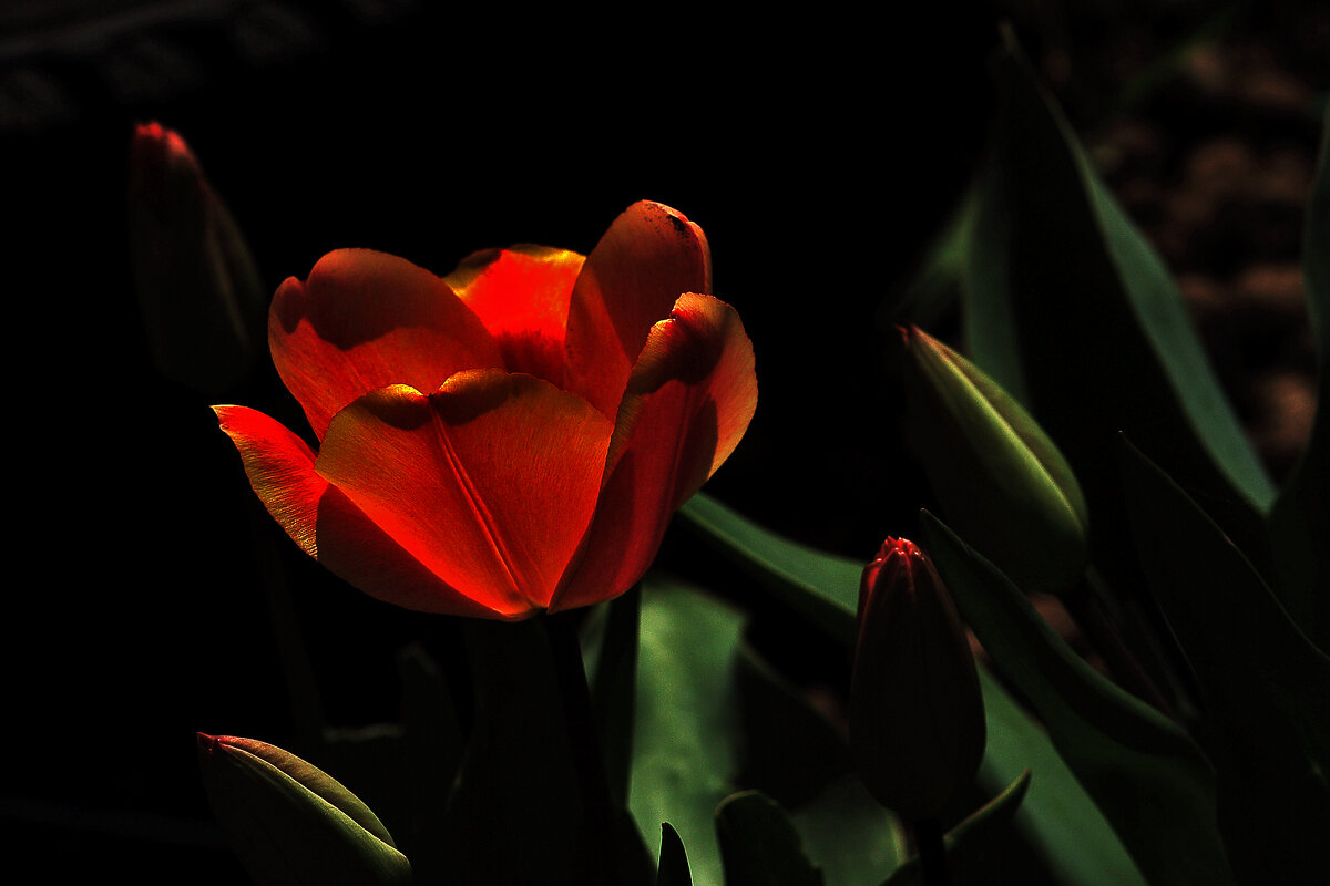 Тюльпан - Юрий Гайворонскiий Тюльпан - Юрий Гайворонскiий