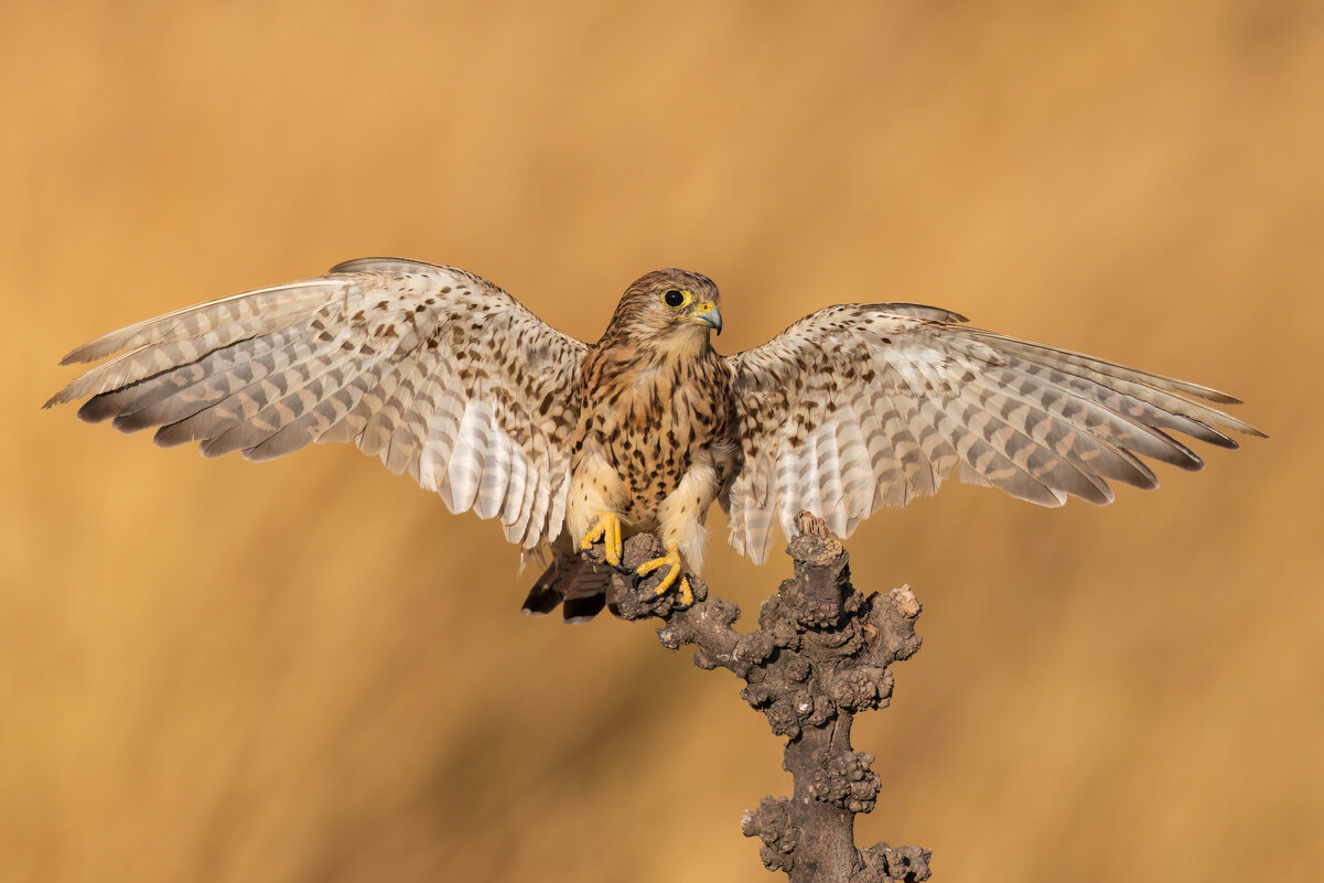 *** - Евгений Фруман *** - Евгений Фруман