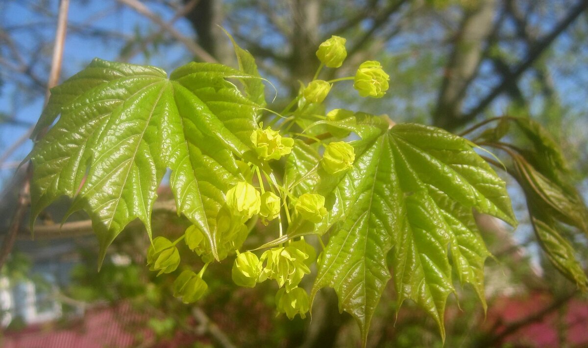 Весеннее - Елена Семигина