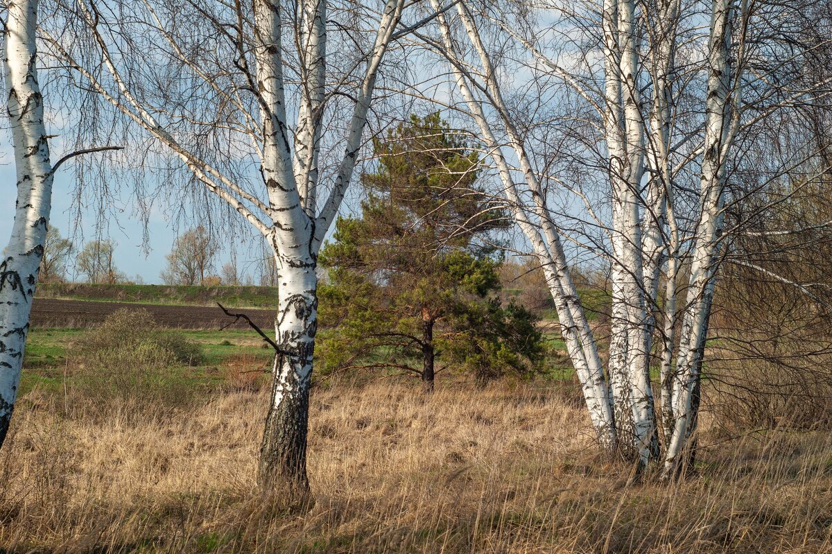 Одинокая сосна - Дмитрий Ряховский Одинокая сосна - Дмитрий Ряховский