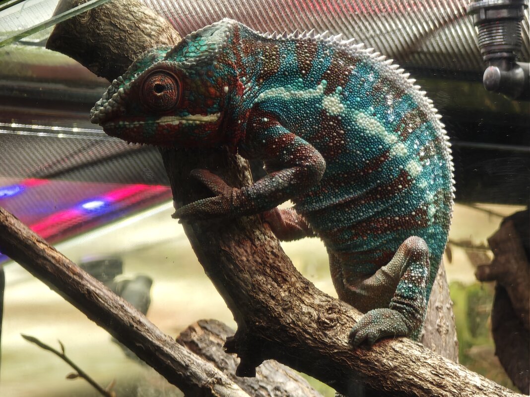 Хамелеон - <<< Наташа >>> Хамелеон - <<< Наташа >>>