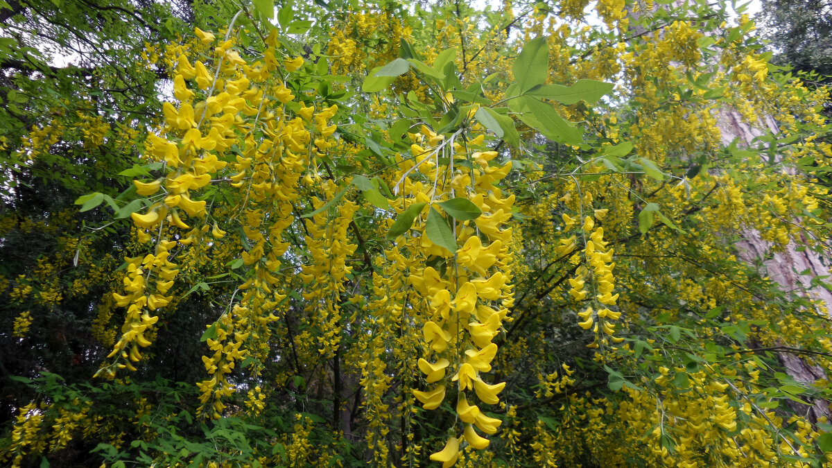 Бобовник золотой дождь - Ольга 