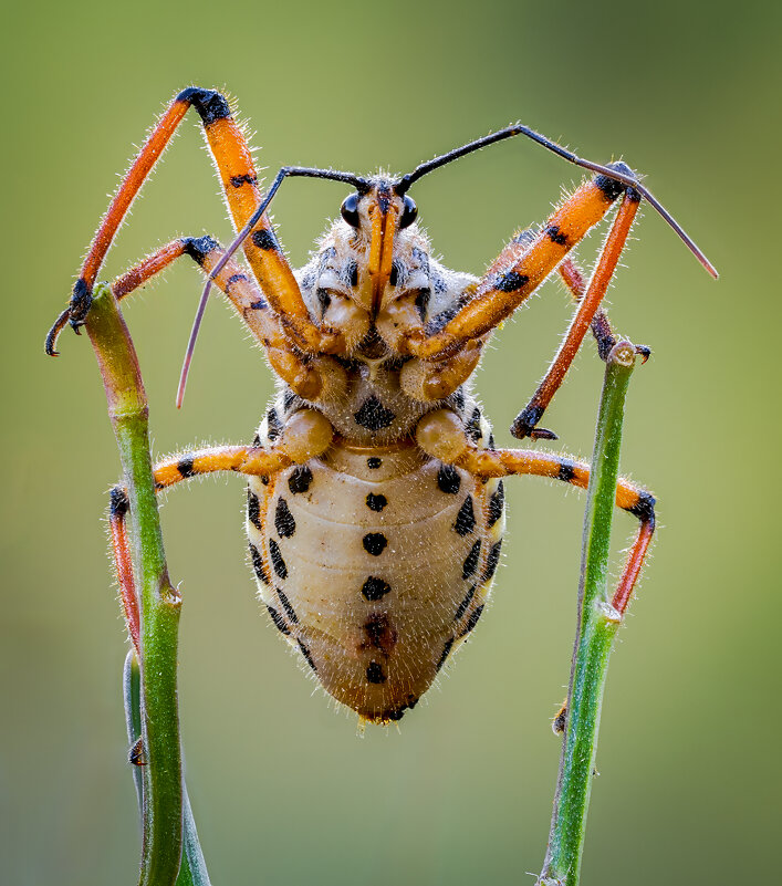 Клоп (Rhynocoris punctiventris) - Александр Григорьев Клоп (Rhynocoris punctiventris) - Александр Григорьев