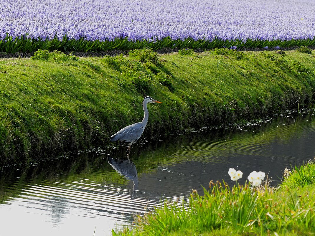 Королевство цветов(серия) - Владимир Манкер Королевство цветов(серия) - Владимир Манкер