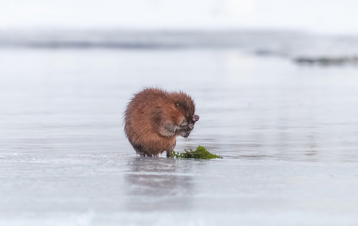 Маленькая ондатра - Марина Фомина. Маленькая ондатра - Марина Фомина.