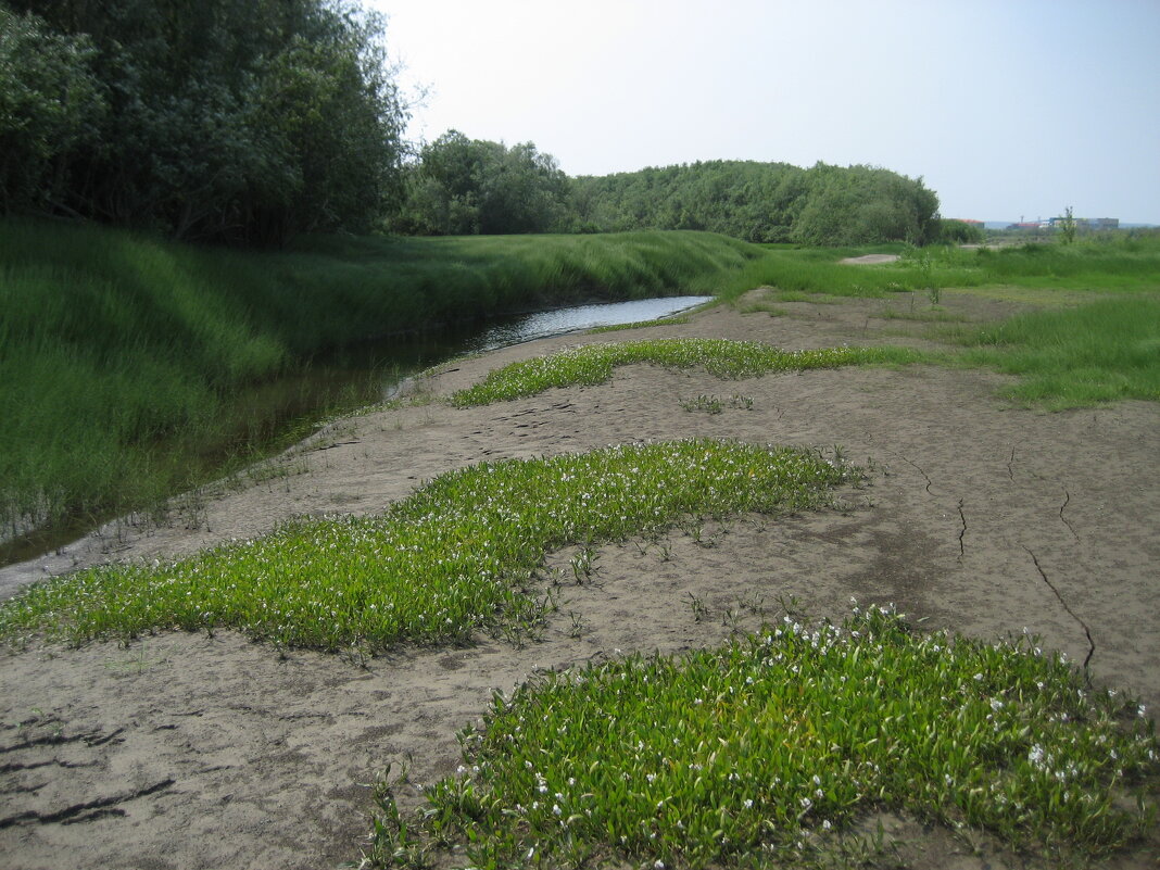 Лето - Anna Ivanova