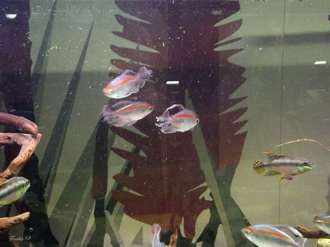 Экзотические рыбки - Freddy 97 Экзотические рыбки - Freddy 97
