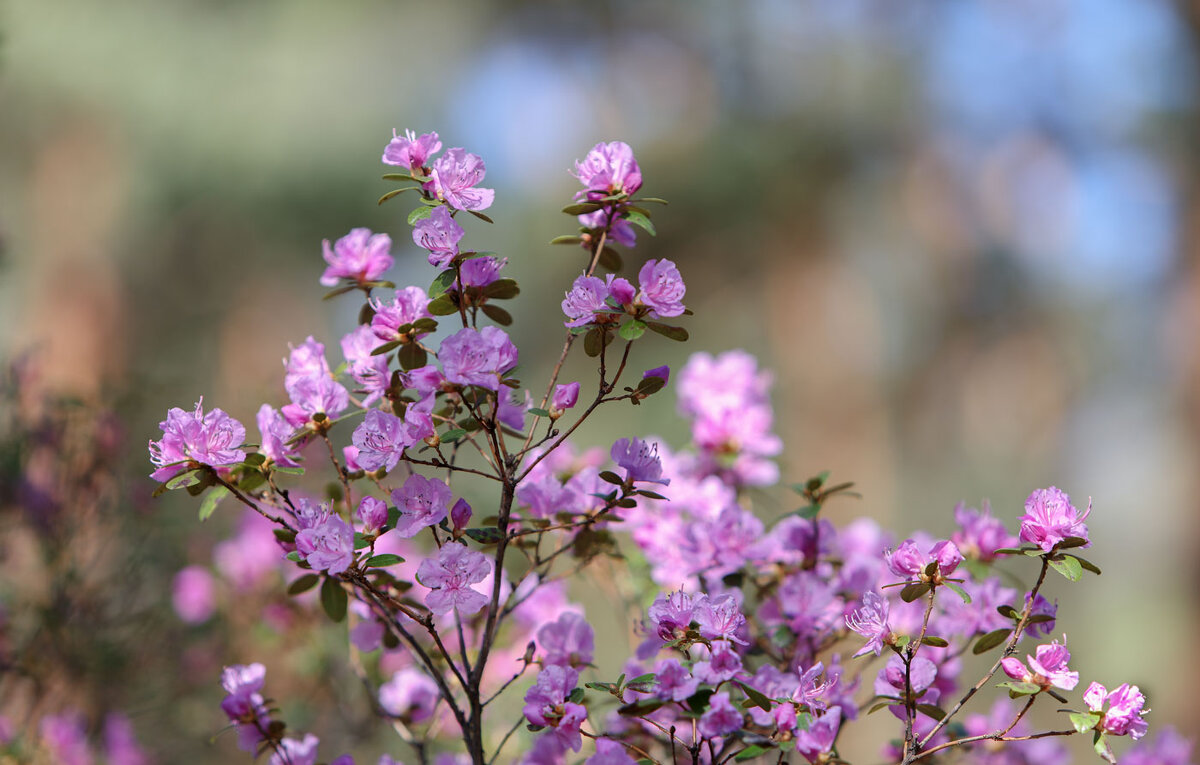 *** - владимир 