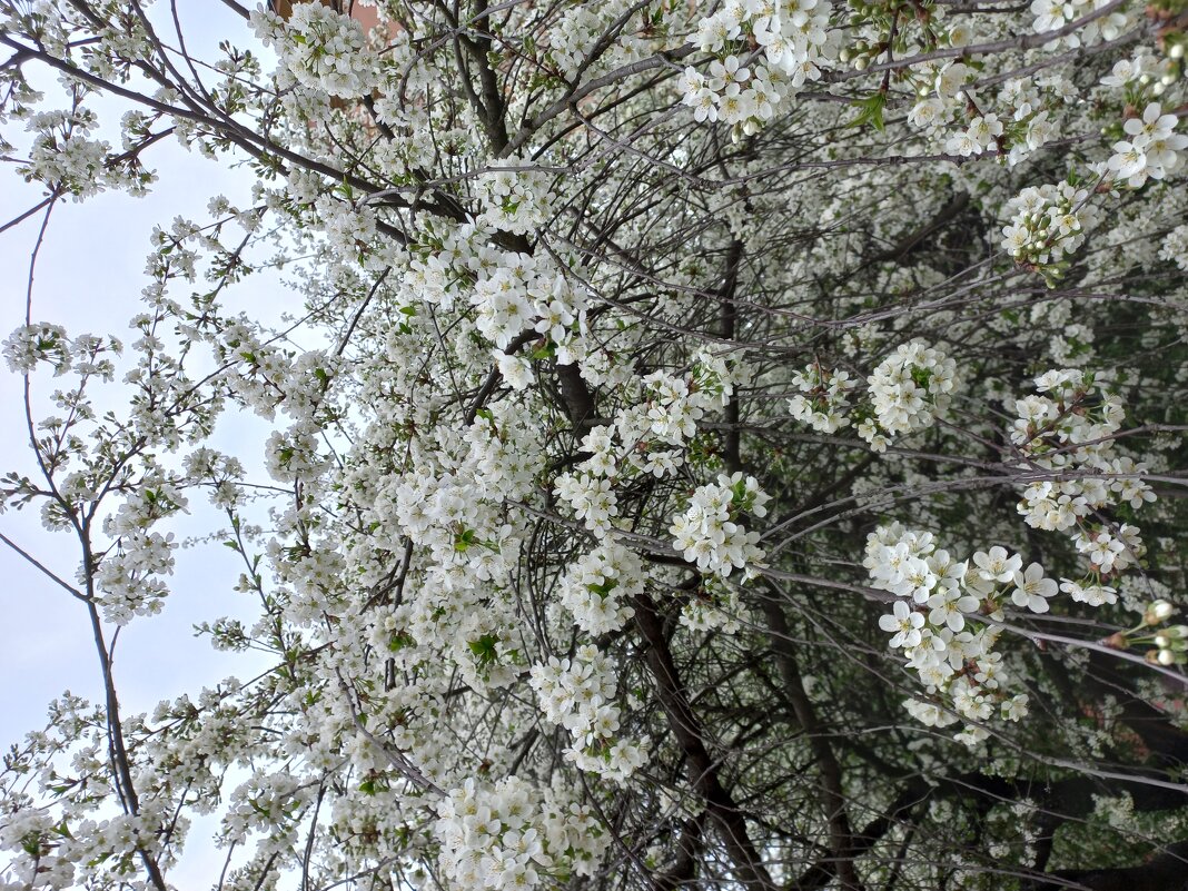 цветет весна - Svetlana цветет весна - Svetlana