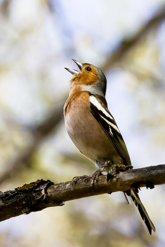 Зяблик - Валерий Черняк Зяблик - Валерий Черняк