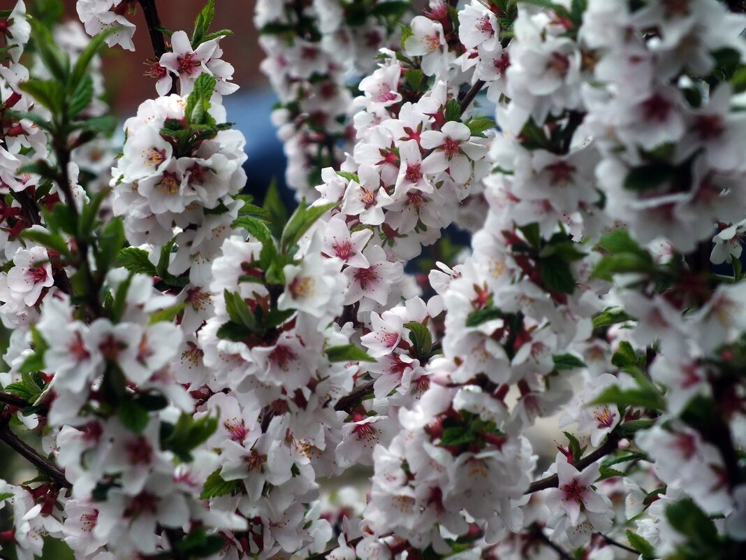 Весна - Зоя Мишина Весна - Зоя Мишина