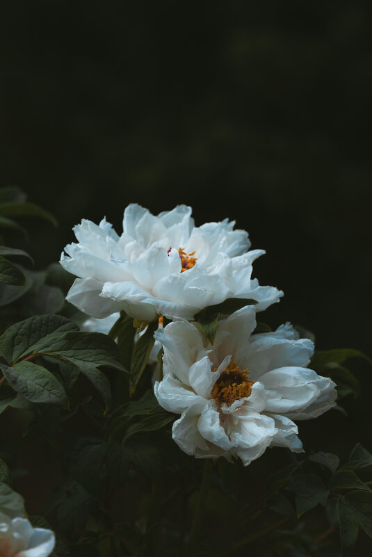 Пионы в парке - Дмитрий 