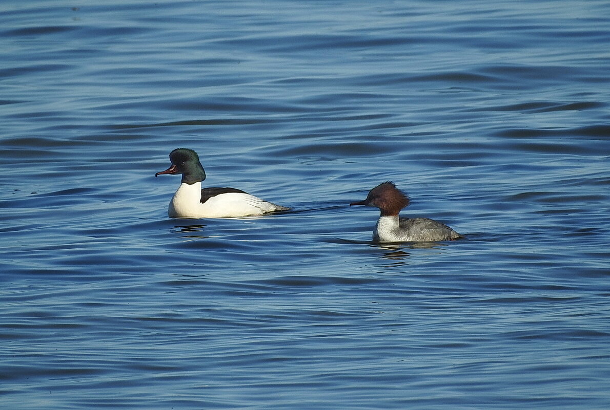 весна - ИННА ПОРОХОВА